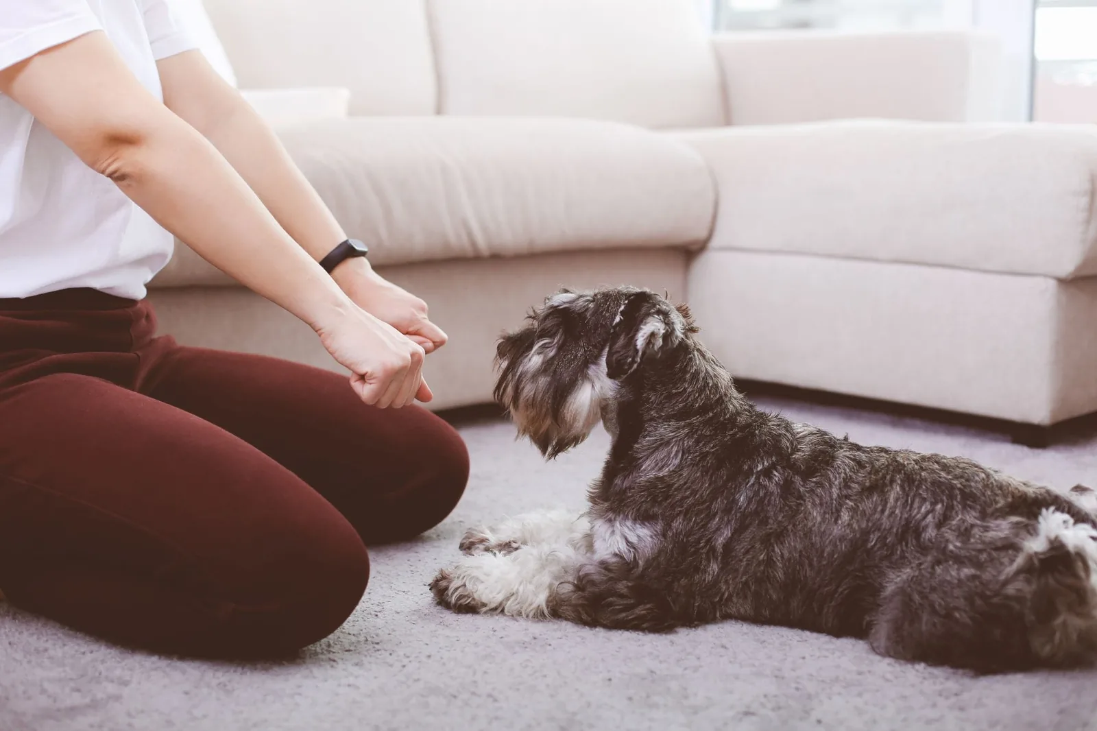 a-training-a-dog-with-treats-in-feasts