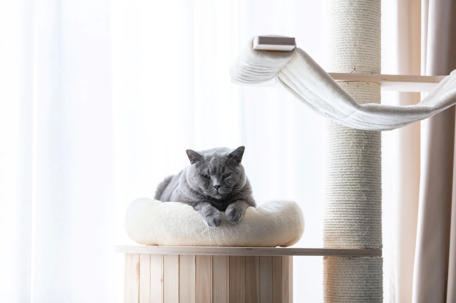 british-cat-lying-cat-tree-scratching-post-