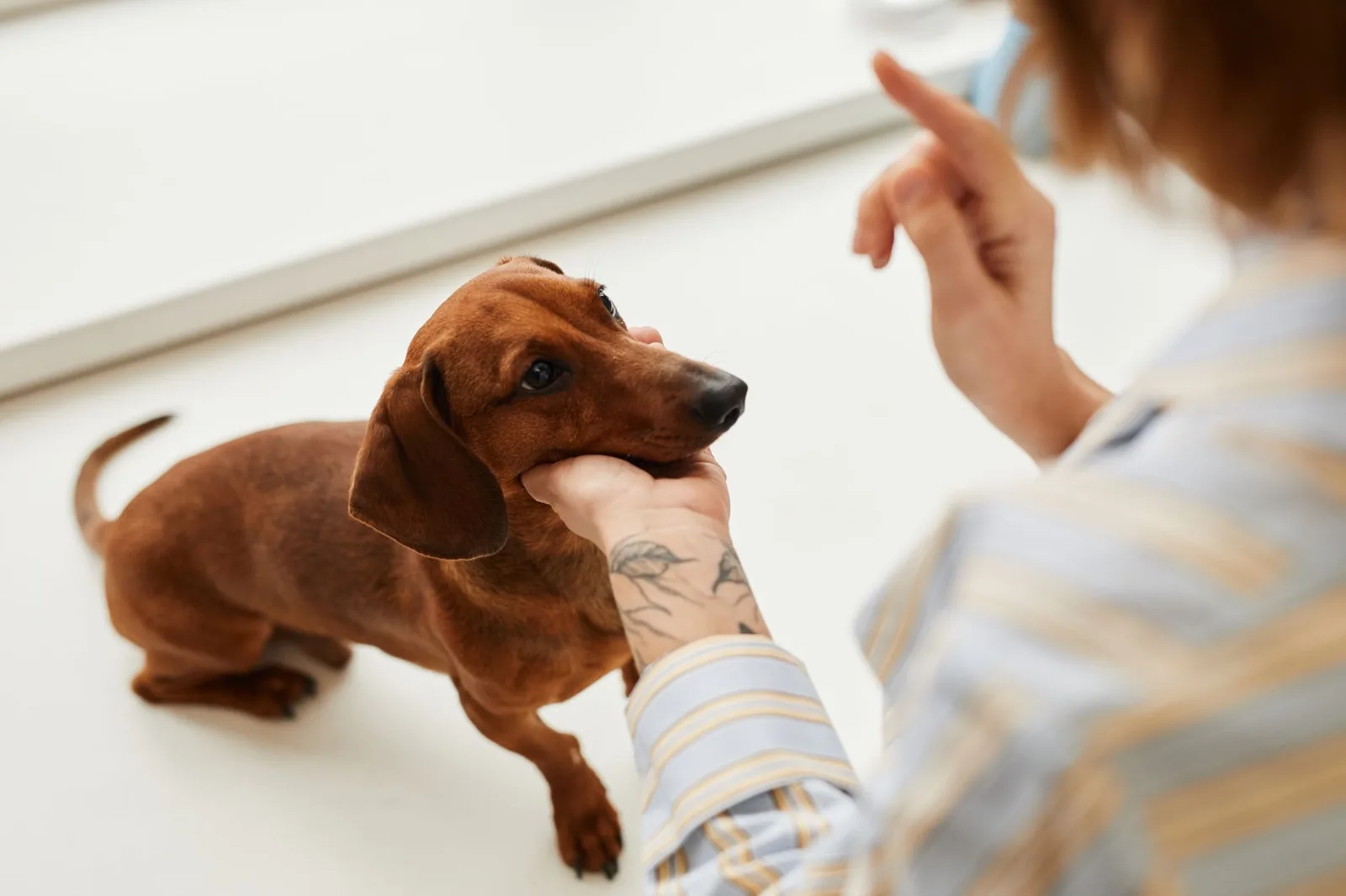cute-dachshund-dog-of-brown-color-looking-at-pet-owner-