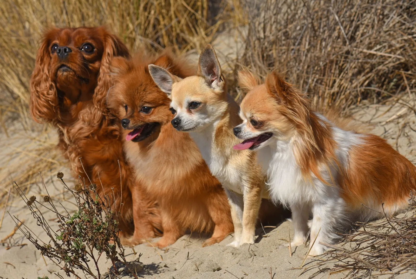 dogs on the beach