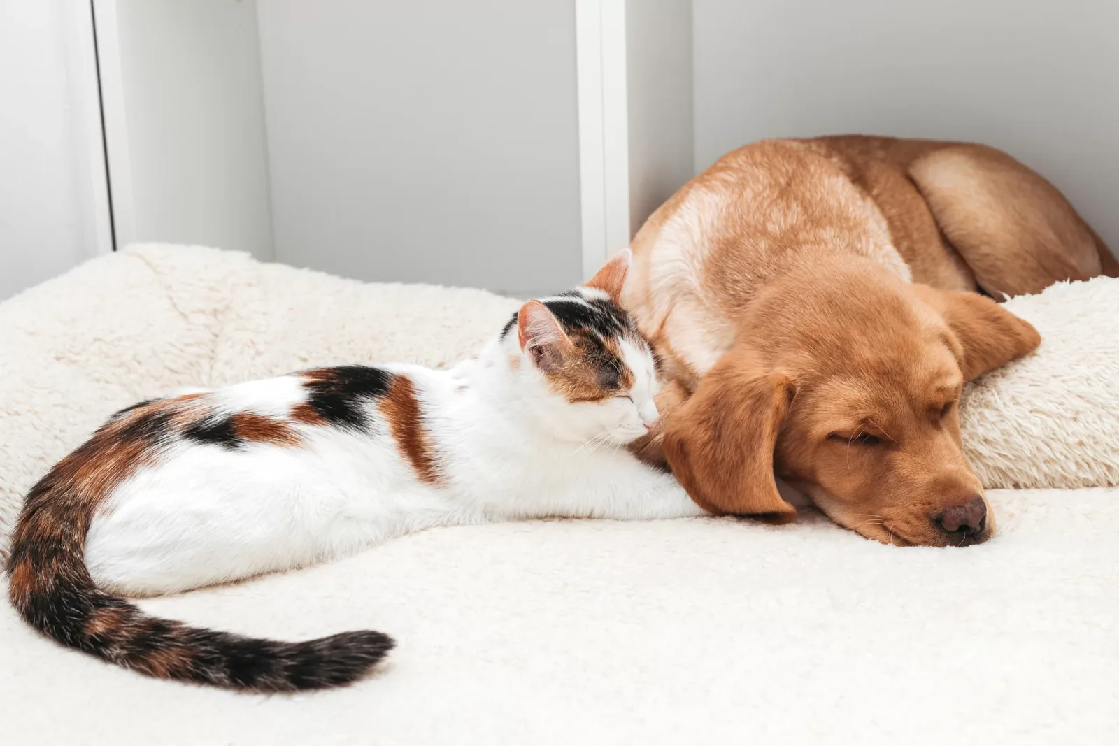 How to Choose the Right Pet for Your Lifestyle