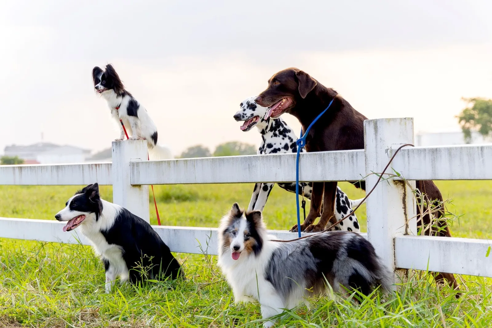 group-of-different-type-dogs-stand-near-garden-fence-