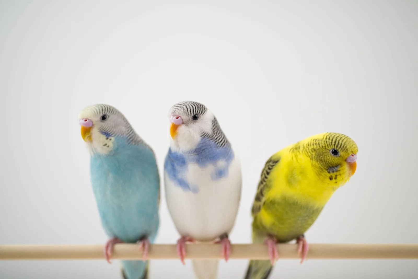 parakeet-pet-bird-