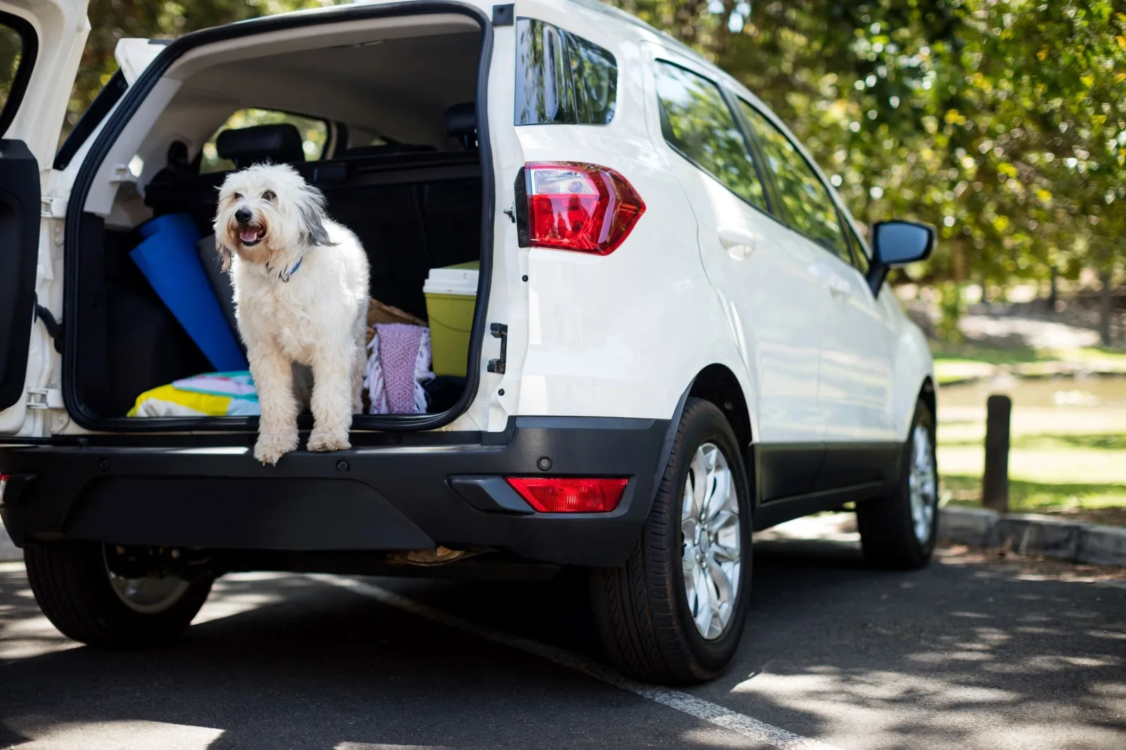 pet-in-an-open-car-trunk